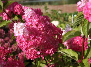 Obraz Hydrangea